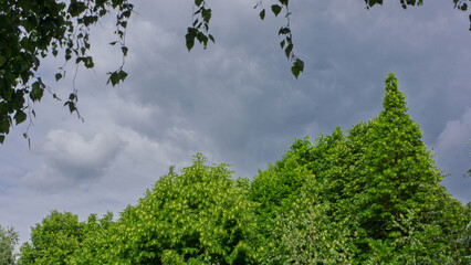 Canvas Print - Tops of blossoming linden trees against rainy sky in park in spring.