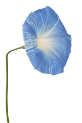 Wall Mural - ipomoea flower isolated