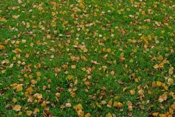 Canvas Print - Fallen yellow leaves among green grass.