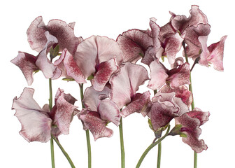 Wall Mural - sweetpea flower
