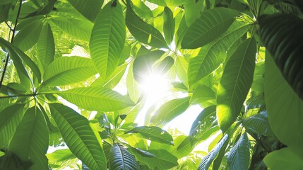 Poster - A lush green canopy with sunbeams filtering through the leaves
