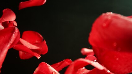 Poster - Super Slow Motion of Falling Rose Petals on Black Background. Camera Placed on High Speed Cine bot, Rotating Around. Filmed on High Speed Cinema Camera, 1000 fps.