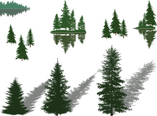 Wall Mural - evergreen trees with shadows and reflections isolated on white