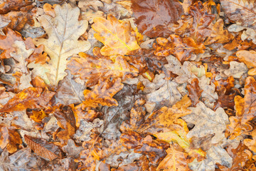 Aufkleber - A pile of autumn oak leaves, some of which are brown and some are green. The leaves are wet and the pile is lying on the ground. Autumn leaves background
