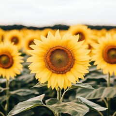 Wall Mural - Close-up of a bright yellow sunflower in a field of sunflowers.