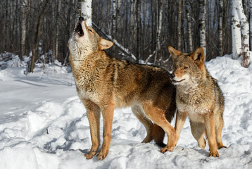 Wall Mural - Side By Side Coyotes (Canis latrans) One Looking Out Alertly One Howling Winter