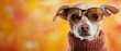© Wall - Dog in sweater and glasses gazes at camera