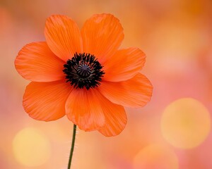 Wall Mural - Single red poppy flower with blurred orange background.