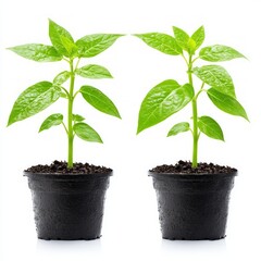 Two small green plants growing in black pots on a white background.