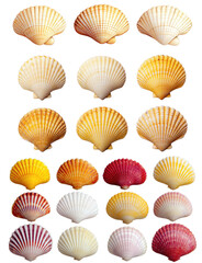 Poster - Colorful Shells Collection with Varied Patterns  isolated on transparent background