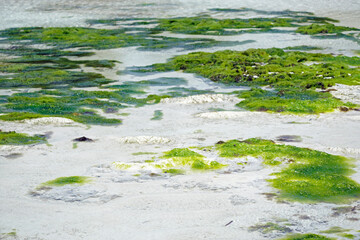 Wall Mural - sea weed plantation in the indian ocean