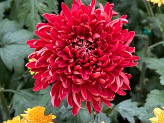  Red   chrysanthemum flowers in lush green foliage