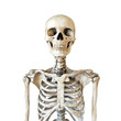 © Mehboob - human skull skeleton on transparent background
