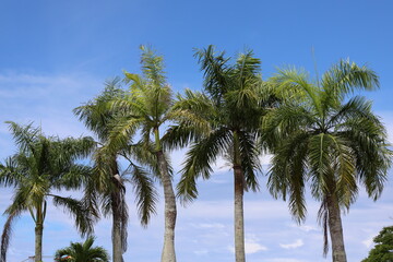 tall palm trees against deep blue sky
