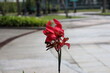 © Don Hoskins - single large bright red blossom atop single stem against landscaped roadway
