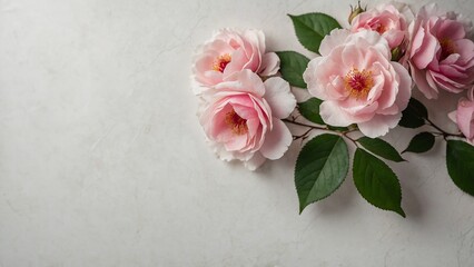 Wall Mural - Pink wild roses and green leaves on simple white wall background