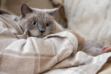 Young woman with cute British Shorthair cat sitting on sofa at home, closeup