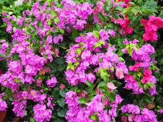 Wall Mural - Bougainvillea or Paper flower has pink, Dark pink flowers blooming on the stem. Background of a wet flower and tree. Is semi-climbing shrub. The bracts are heart-shaped. Petals are paper-thin.
