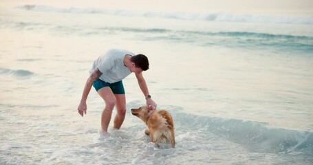 Wall Mural - Beach, travel and man with dog, energy and vacation with happiness, bonding together and game. Ocean, seaside and person with pet, golden retriever and summer holiday with nature, playing or smile