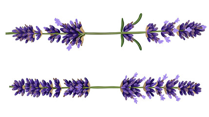 Poster - Natural Lavender Stems on White Background Generative AI