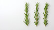© niwat - Rosemary isolated on white background, Top view
