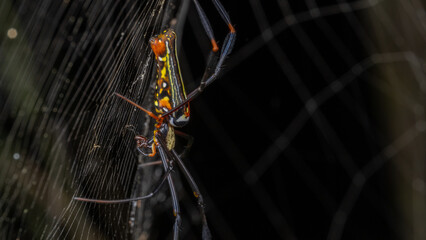 Nature wildlife image of golden orb-web spider on spider web