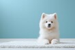 © Kanrakorn - Cute Samoyed dog on color background , isolated on white background,  , copy space for text,