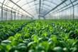 © Ms_Tali - Sustainable agriculture in modern greenhouse - ideal for eco-friendly farming designs