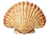 Intricate seashell showcasing ridges and rough edges, highlighting natural textures and unique formations in marine life.