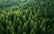© your_inspiration - Drone view botanical poster. Aerial shot of Nordic lush green pine trees in summer. Modern Scandi banner, top view, dendritic pattern. Calm Scandinavian forest background. Bird's eye view from above