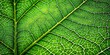 © lapeepon - Extreme close up of intricate green leaf veins, leaf, close up, texture, green, veins, macro, detail, plant, nature, botanical