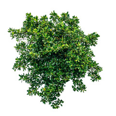 lush green tree top view isolated on white background