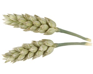 Two Wheat Spikes Isolated on White Background