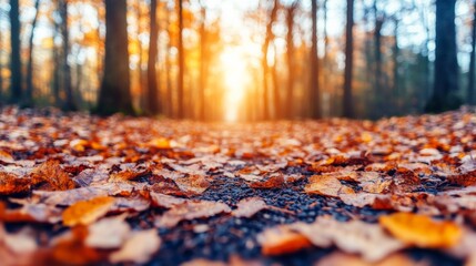 Wall Mural - Autumn Path at Sunset: A picturesque autumn scene, showcasing a path strewn with fallen leaves, bathed in the warm glow of the setting sun.