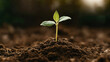 © altitudevisual - Close-up of a young green plant seedling with two leaves sprouting from soil, representing growth and new beginnings in a natural setting.