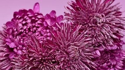 Wall Mural - chrysanthemums