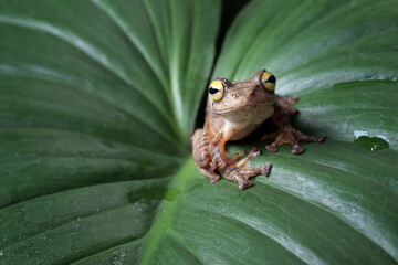 Wall Mural - rhacophorus margaritifer or java flying frog on leaves, javan flying frog on branch isolated on natu