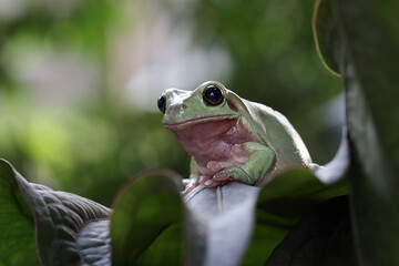 Wall Mural - dumpy frog 