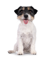 Poster - Cute senior Jack Russel dog, sitting up facing front. Looking straight to camera. Tongue out. Isolated on a white background.