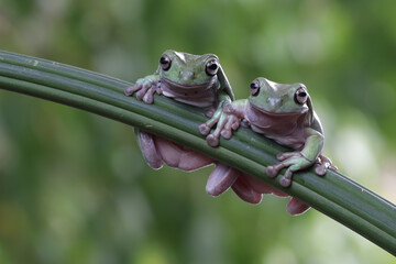 Wall Mural - dumpy frog 