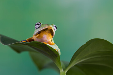 Wall Mural - tree frog on leaf, gliding frog (rhacophorus reinwardtii) sitting on leaves, javan tree frog on bran