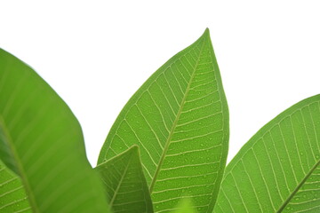 Wall Mural - beautiful green leaf texture in springtime, water drop on frangipani leaves