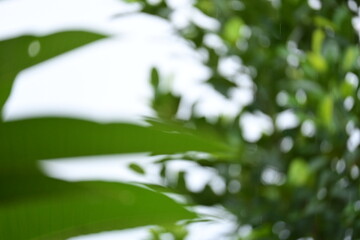 Wall Mural - defocused beautiful green leaf texture in springtime, abstract blur natural background