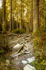 Wall Mural - Tree roots on a hiking trail in the park.