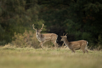 Wall Mural - fallow deer during rutting time. group of deer on the meadow. european wildlife during autumn season