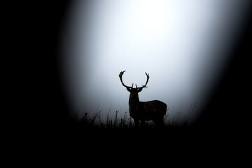 Wall Mural - fallow deer during rutting time. group of deer on the meadow. european wildlife during autumn season