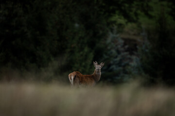 Wall Mural - red deer during rutting time. herd of deer in the birch forest. european nature during autumn time.