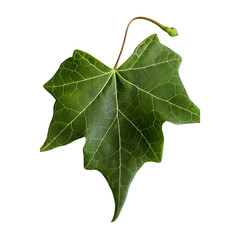 Wall Mural - Single English ivy leaf on a transparent background, emphasizing organic form and rich green hues.