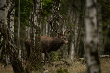 Wall Mural - red deer during rutting time. herd of deer in the birch forest. european nature during autumn time.