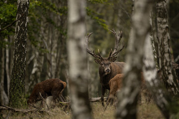 Wall Mural - red deer during rutting time. herd of deer in the birch forest. european nature during autumn time.